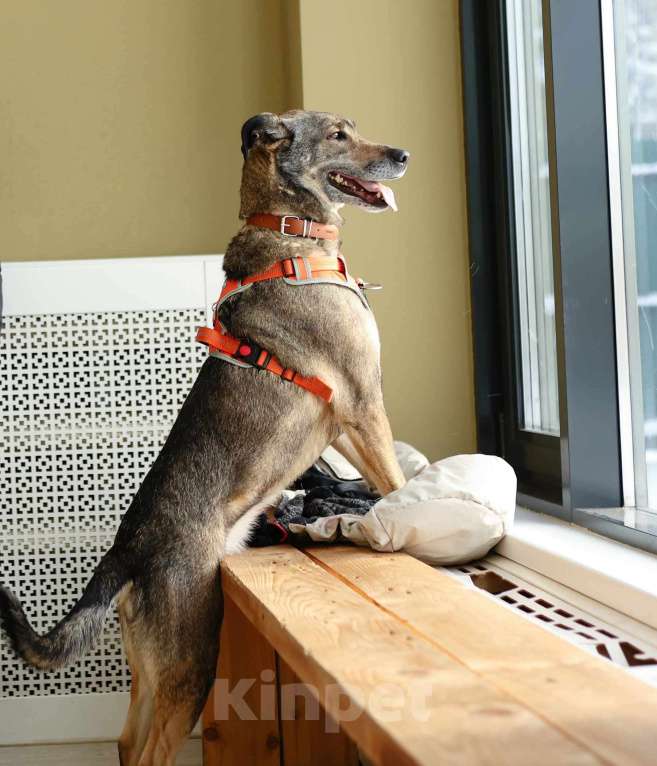 Собаки в Москве: Любящая собака Морра в добрые руки Девочка, Бесплатно - фото 6