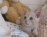 Кошки в Одинцово: Рыжие котята ищут дом!  Мальчик, Бесплатно - фото 1