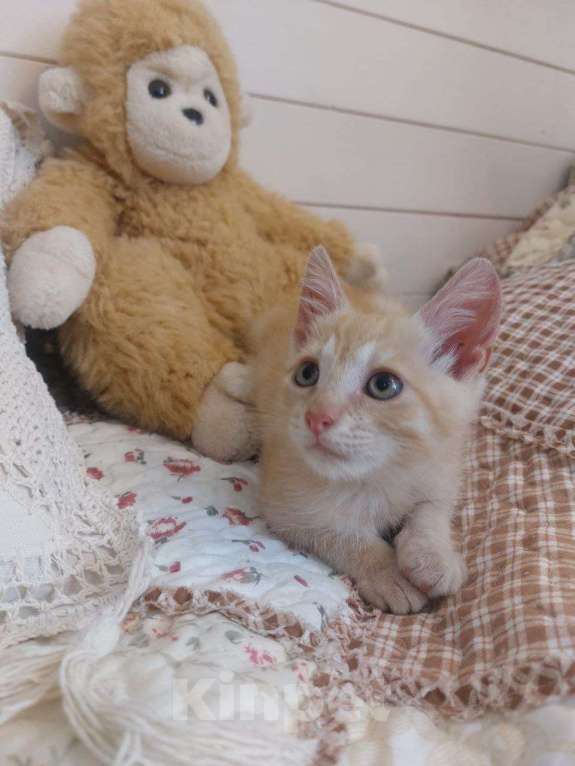 Кошки в Одинцово: Рыжие котята ищут дом!  Мальчик, Бесплатно - фото 1