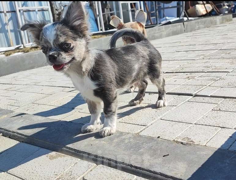 Собаки в Саратове: Красавчик Чихуахуа Мальчик, Бесплатно - фото 2