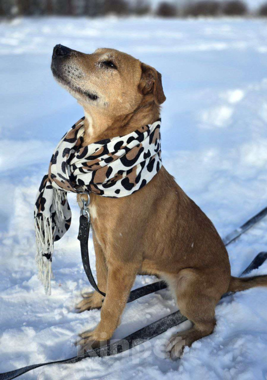 Собаки в Королеве: В поисках дома рыжее солнышко приюта! Девочка, Бесплатно - фото 3