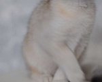 Кошки в Бахчисарае: Продается котик в очень необычной красивой шубке Мальчик, 15 000 руб. - фото 5