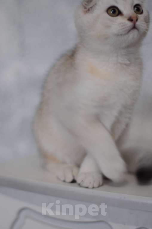 Кошки в Бахчисарае: Продается котик в очень необычной красивой шубке Мальчик, 15 000 руб. - фото 5