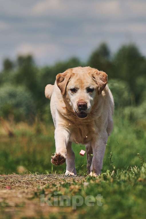 Собаки в Москве: Лабрадор Марио в добрые руки Мальчик, 1 руб. - фото 4