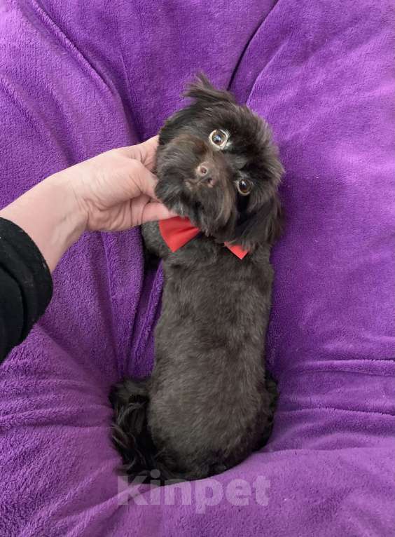 Собаки в Москве: Шоколадный йорк девочка взрослая стандарт Девочка, 50 000 руб. - фото 6