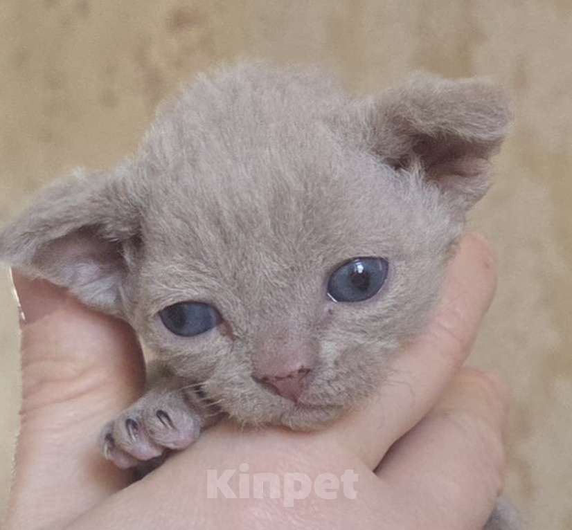 Кошки в Москве: Котята девон рекс Лиловые, циннамон, шоколадный мрамор Девочка, 85 000 руб. - фото 1