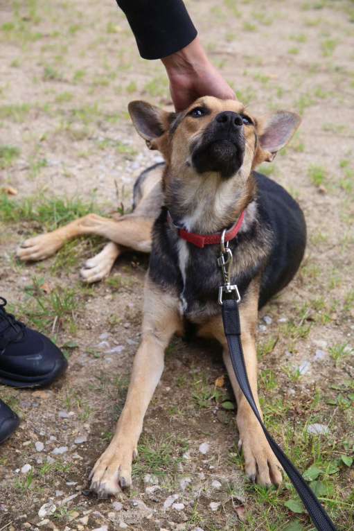Собаки в Москве: Тиша Девочка, Бесплатно - фото 11