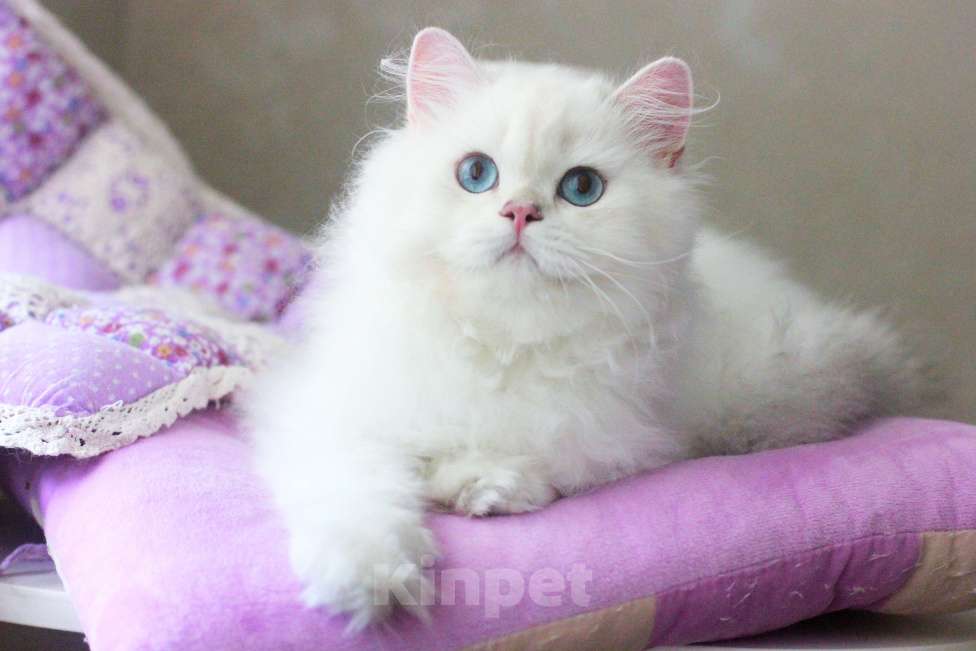 Кошки в Москве: Серебристая шиншилла с синими глазами мальчик Мальчик, Бесплатно - фото 3