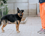 Собаки в Москве: Джек - лучший друг детей ищет семью Мальчик, Бесплатно - фото 2