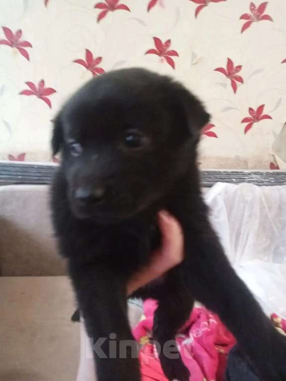 Собаки в Нижнем Тагиле: Щенки аляскинского маламута в добрые руки Девочка, Бесплатно - фото 2