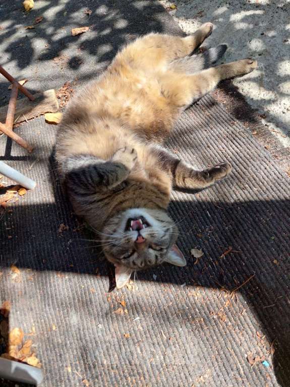 Кошки в Миассе: Пропал кот по кличке Рекс Мальчик, 10 000 руб. - фото 1