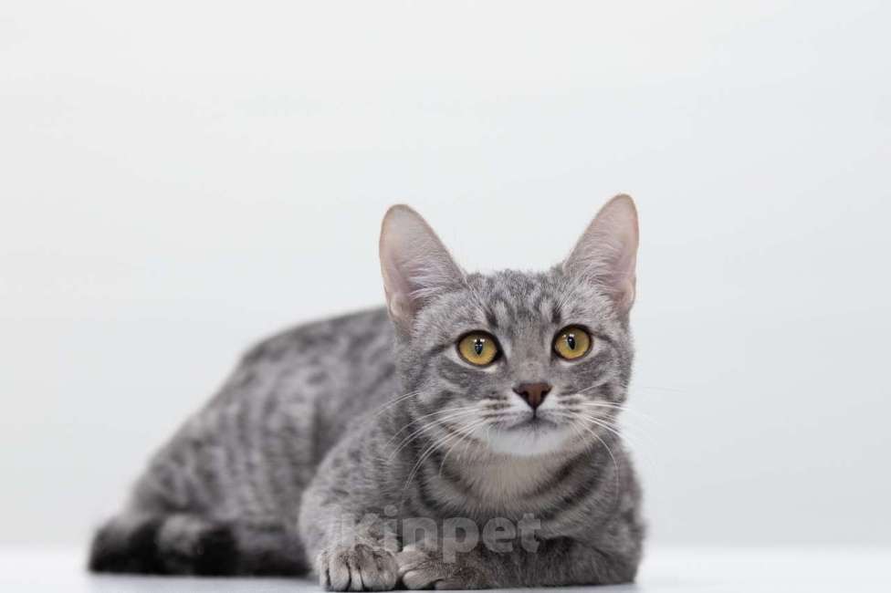 Кошки в Москве: Пэрри Девочка, Бесплатно - фото 4