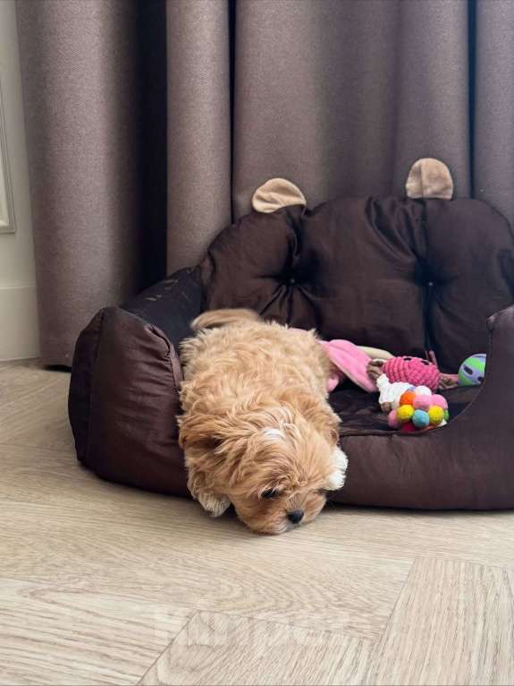 Собаки в Казани: Мальтипу, щенок Девочка, 180 000 руб. - фото 6