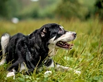 Собаки в Видном: Алабай Несси, 2 года Девочка, Бесплатно - фото 6