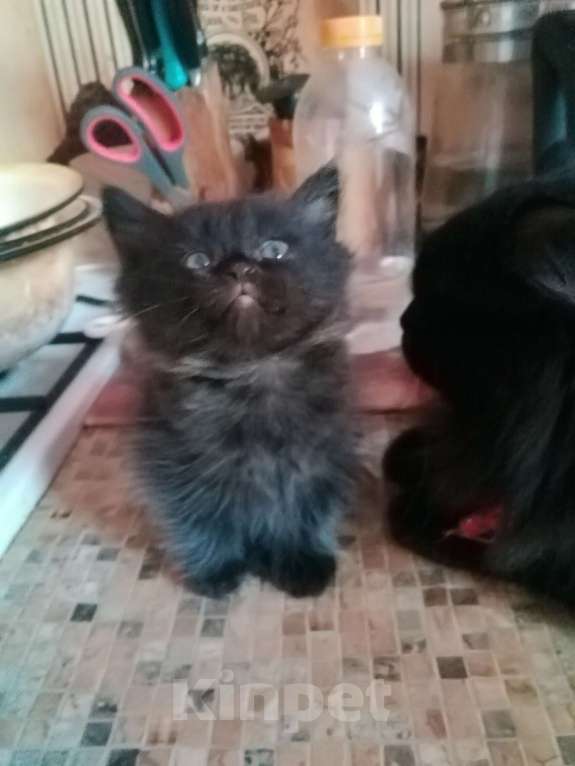 Кошки в Перми: Шотландские котята ,, Шоколадный дым,, Девочка, 1 000 руб. - фото 1