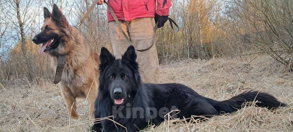 Собаки в Орле: Щенки с документами Девочка, 30 000 руб. - фото 5