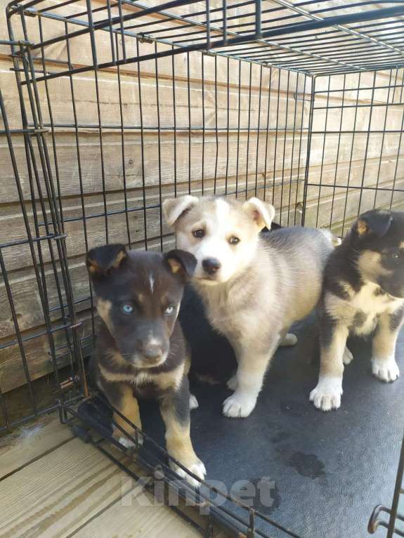Собаки в Москве: Щенки хаски подброшены к приюту. Срочно нужен дом Девочка, Бесплатно - фото 3