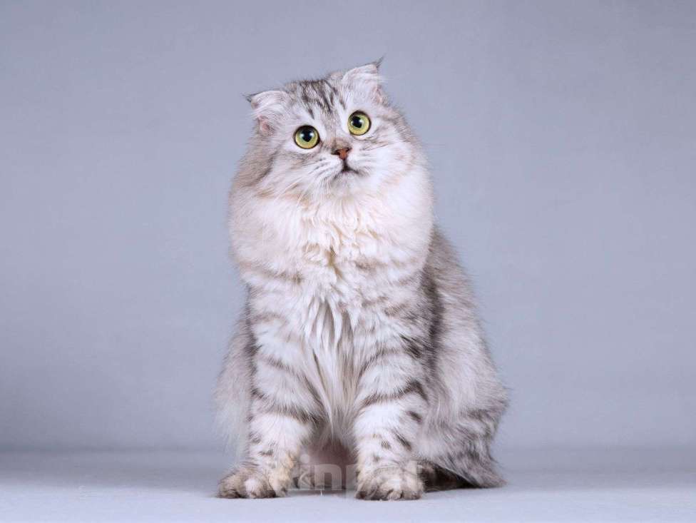 Кошки в Москве: Нежная ласковая кошечка Сирень в добрые руки Девочка, Бесплатно - фото 9