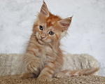 Кошки в Мурманске: Maine-coon Мальчик, 35 000 руб. - фото 5