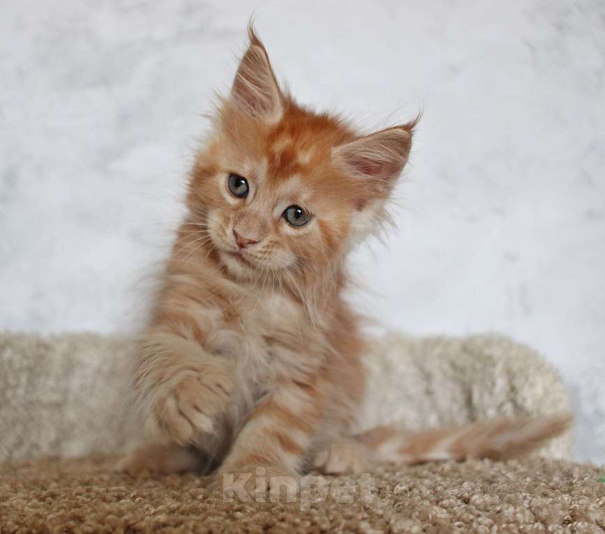 Кошки в Мурманске: Maine-coon Мальчик, 35 000 руб. - фото 5