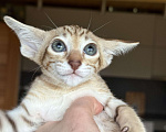 Кошки в Раменском: Ориентальный котенок  Девочка, 65 000 руб. - фото 2