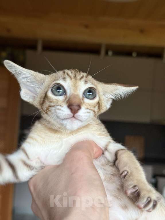 Кошки в Раменском: Ориентальный котенок  Девочка, 65 000 руб. - фото 2