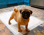 Собаки в Раменском: Мопс-абрикос 3 месяца Мальчик, 40 000 руб. - фото 3