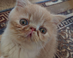 Кошки в Белом Калитве: Экзотические котята  Мальчик, 18 000 руб. - фото 1