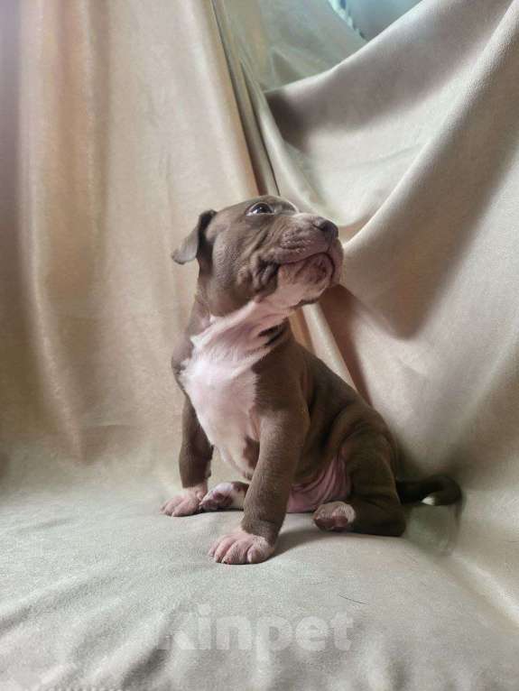 Собаки в Москве: Американский Булли XL Девочка, 350 000 руб. - фото 7