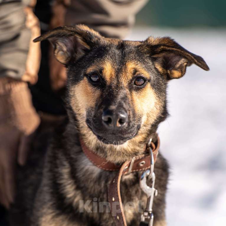 Собаки в Клине: Доня — необыкновенно ласковая собачка Девочка, Бесплатно - фото 10
