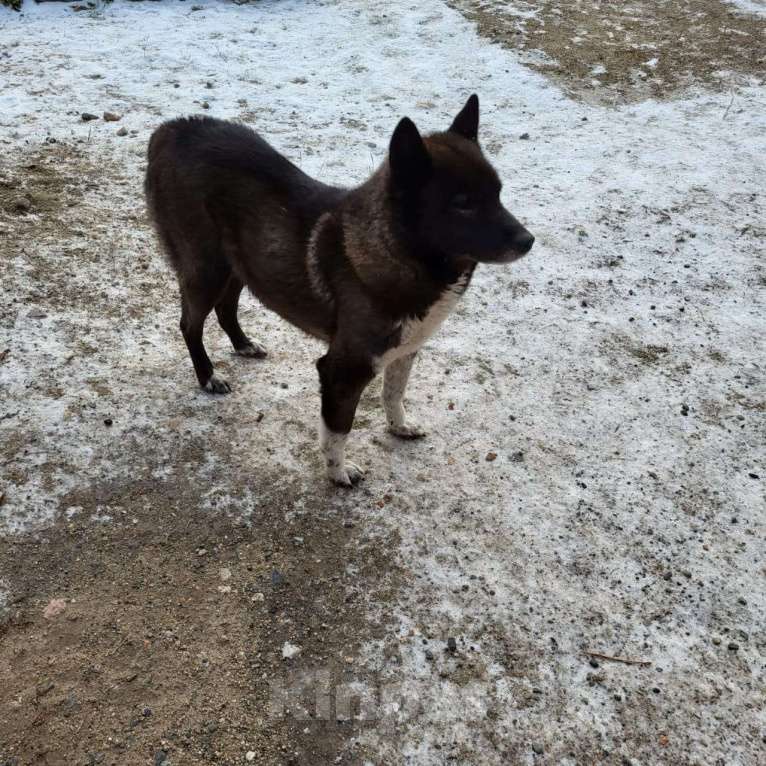 Собаки в других городах Карелии: Найдена собака  Девочка, Бесплатно - фото 5