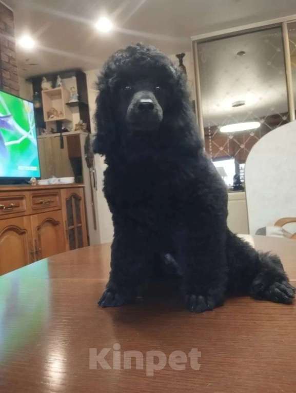 Собаки в Санкт-Петербурге: Щенки малого пуделя Мальчик, 80 000 руб. - фото 7