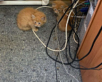 Кошки в Смоленске: Отдам котят в добрые руки Девочка, Бесплатно - фото 3