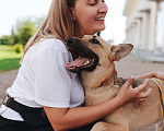 Собаки в Санкт-Петербурге: Мелисса ищет дом  Девочка, Бесплатно - фото 4