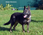 Собаки в Москве: Немецкая овчарка щенок кобель. Крови ГДР. Мальчик, 70 000 руб. - фото 6