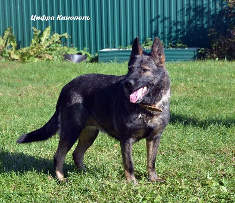 Собаки в Москве: Немецкая овчарка щенок кобель. Крови ГДР. Мальчик, 70 000 руб. - фото 6