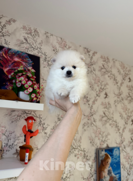 Собаки в Москве: Мальчик Мальчик, 25 000 руб. - фото 1