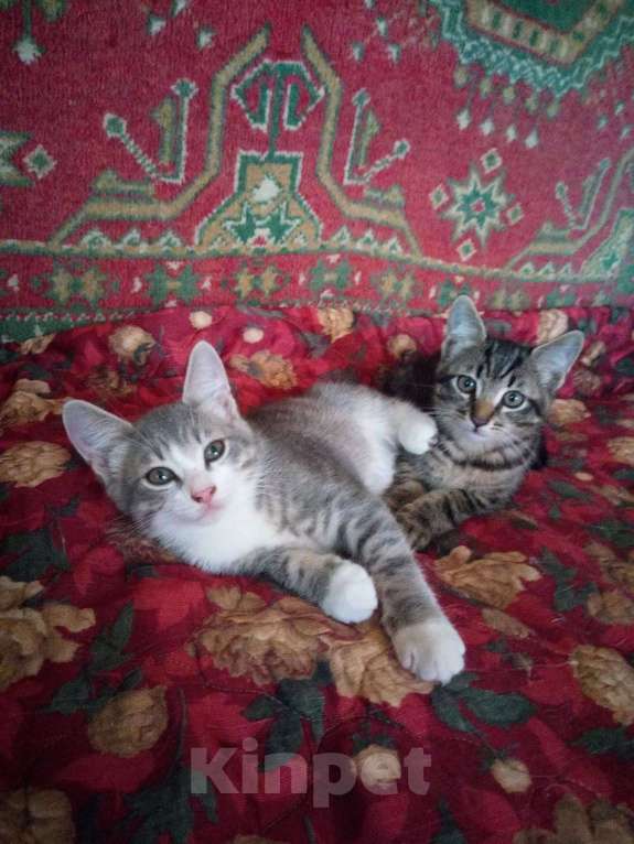 Кошки в Перми: Котята в добрые руки Мальчик, Бесплатно - фото 1