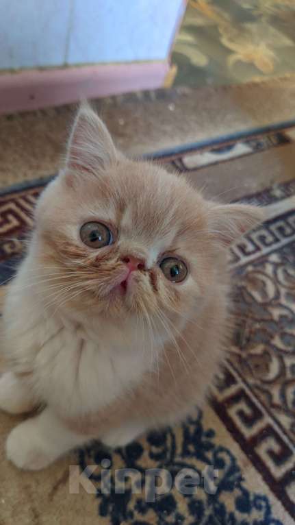 Кошки в Белом Калитве: Экзотические котята  Мальчик, 18 000 руб. - фото 1