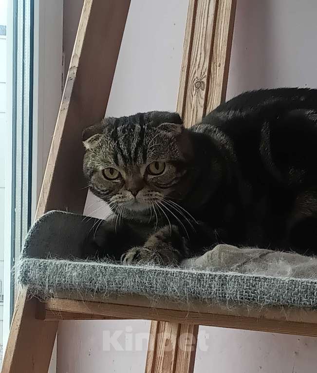 Кошки в Москве: Шотландский мраморный котик Мальчик, 8 000 руб. - фото 1