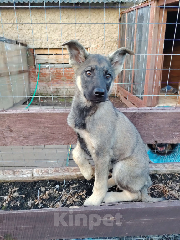 Собаки в Москве: Щенок в добрые руки! Мальчик, Бесплатно - фото 10