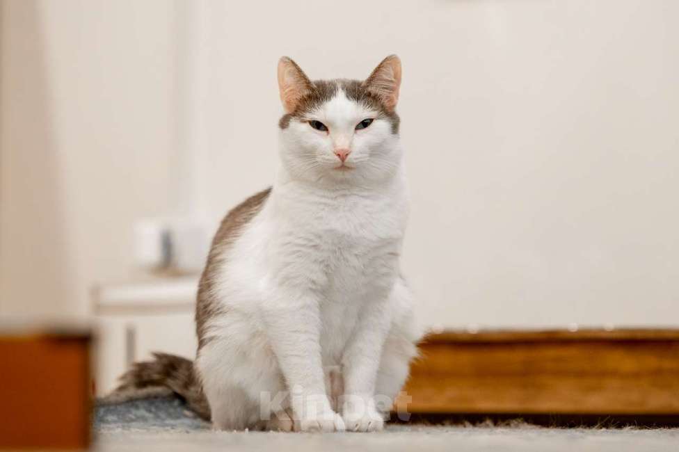 Кошки в Москве: Алиса Девочка, Бесплатно - фото 3