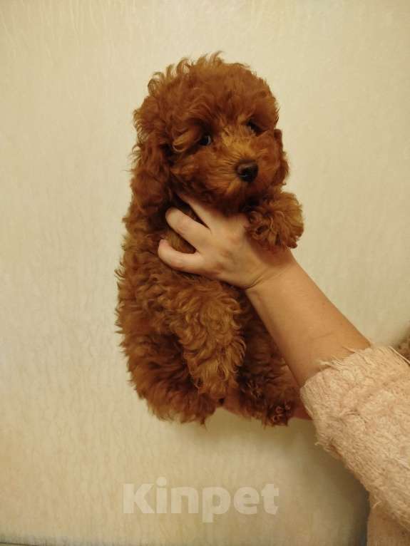 Собаки в Москве: Пудель щенок Девочка, 150 000 руб. - фото 3