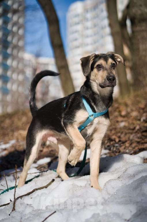 Собаки в Москве: Альмондо Мальчик, Бесплатно - фото 4