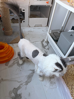 Кошечка в добрые руки