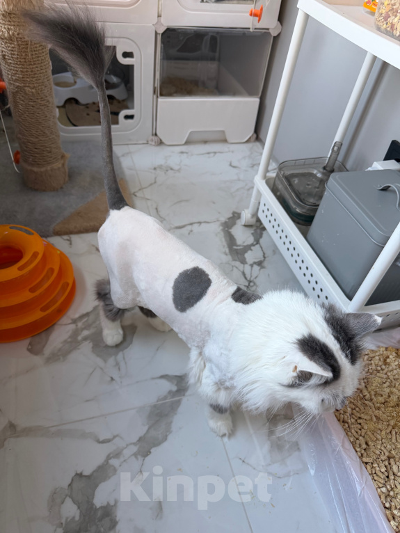 Кошки в Краснодаре: Кошечка в добрые руки Девочка, Бесплатно - фото 1