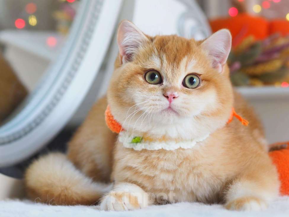 Кошки в Москве: Британский котёнок Джиган Мальчик, 120 000 руб. - фото 8