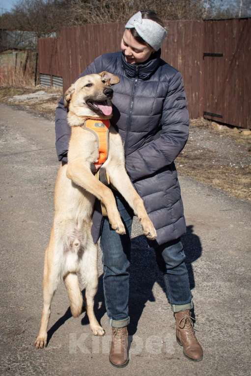 Собаки в других городах Московской области: Роки ищет дом  Мальчик, Бесплатно - фото 4