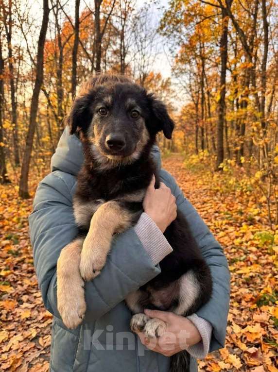 Собаки в Москве: Ищем дом щенкам метисикам Мальчик, Бесплатно - фото 2