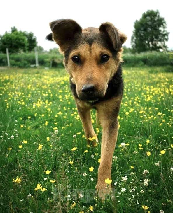Собаки в Москве: Маргошу никто не замечает, подарите ей дом Девочка, Бесплатно - фото 6